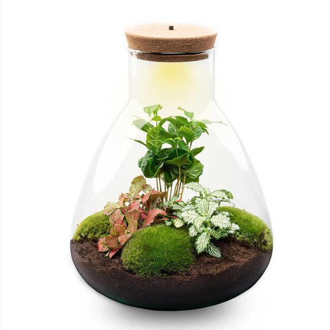 DIY terrarium - Sam Coffea met lamp - ↕ 30 cm - Bottle Garden - Normaal