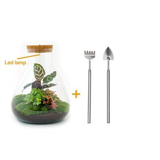 DIY terrarium - Sam Calathea met licht - ↕ 30 cm - Hark + Schep