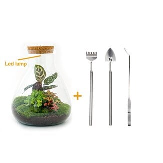 DIY terrarium - Sam Calathea met licht - ↕ 30 cm - Hark + Schep + Pincet