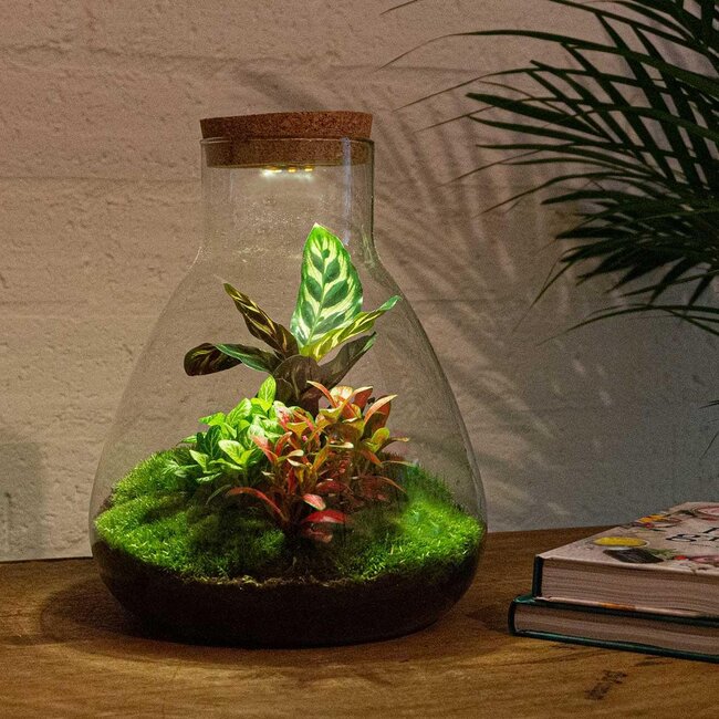 DIY terrarium - Sam Calathea met licht - ↕ 30 cm - Hark + Schep + Pincet