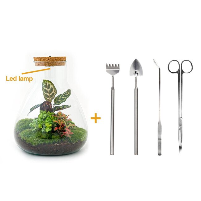 DIY terrarium - Sam Calathea met licht - ↕ 30 cm - Hark + Schep + Pincet + Schaar