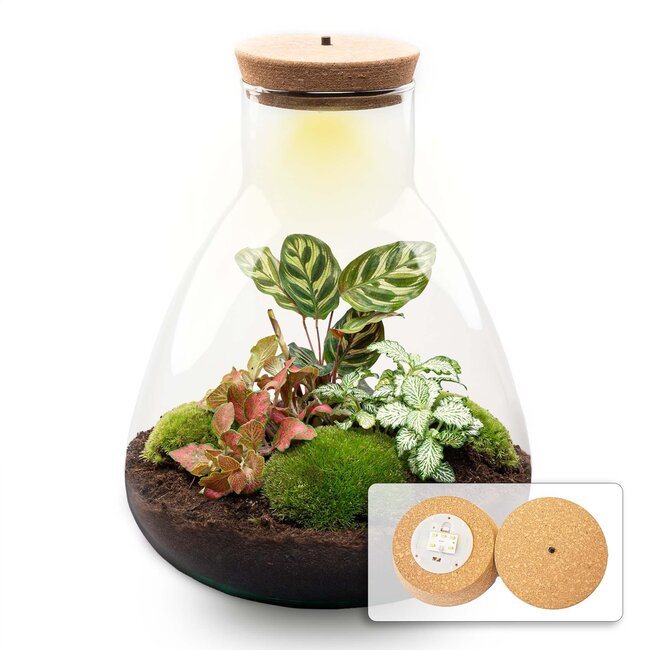 DIY terrarium - Sam Calathea met licht - ↕ 30 cm - Hark + Schep + Pincet + Schaar