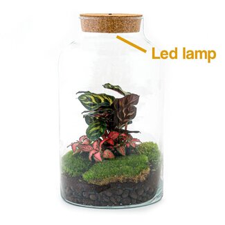 DIY terrarium - Melkachtige Calathea met licht - ↕ 31 cm - Normaal