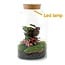 DIY terrarium - Melkachtige Calathea met licht - ↕ 31 cm - Normaal