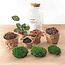 DIY terrarium - Melkachtige Calathea met licht - ↕ 31 cm - Normaal