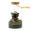 DIY terrarium - Melkachtige Calathea met licht - ↕ 31 cm - Hark + Schep