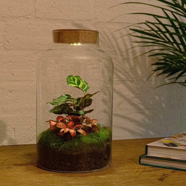 DIY terrarium - Melkachtige Calathea met licht - ↕ 31 cm - Hark + Schep + Pincet