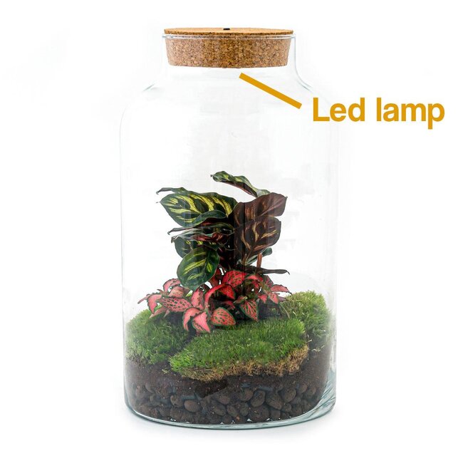 DIY terrarium - Melkachtige Calathea met licht - ↕ 31 cm - Hark + Schep + Pincet