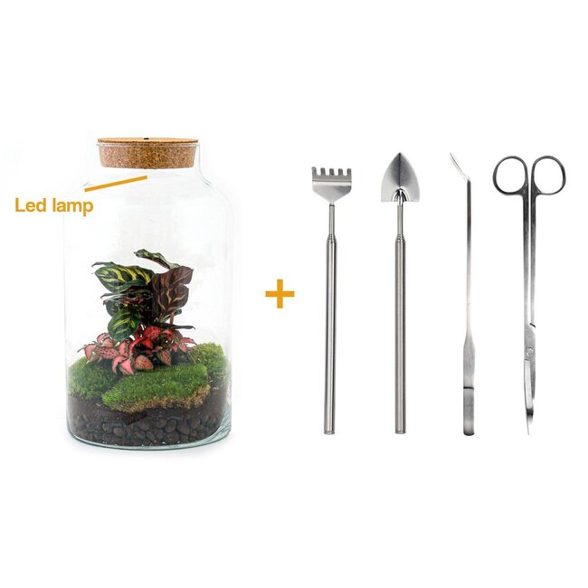 DIY terrarium - Melkachtige Calathea met licht - ↕ 31 cm - Hark + Schep + Pincet + Schaar