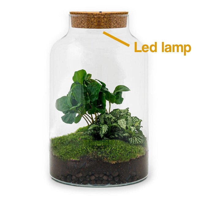 DIY terrarium - Milky Coffea met lamp - ↕ 31 cm - Normaal