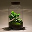 DIY terrarium - Milky Coffea met lamp - ↕ 31 cm - Normaal
