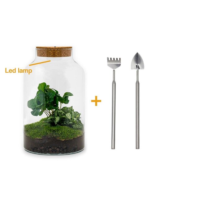 DIY terrarium - Milky Coffea met lamp - ↕ 31 cm - Hark + Schep
