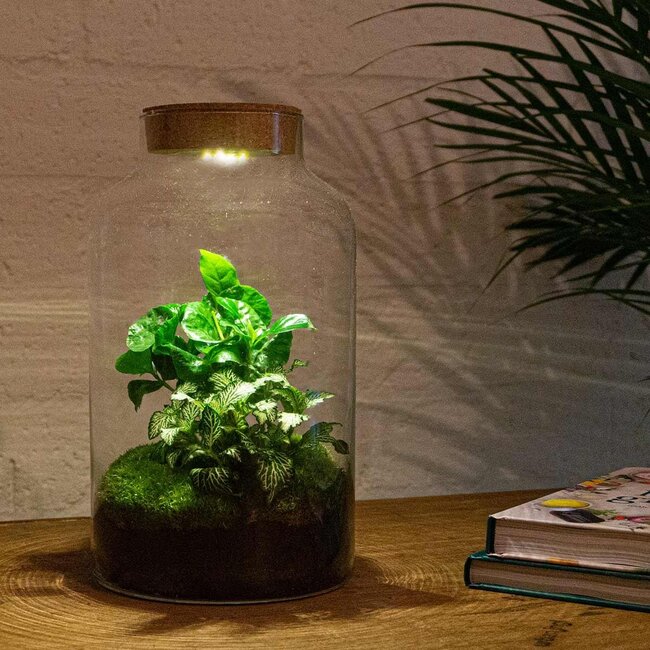 DIY terrarium - Milky Coffea met lamp - ↕ 31 cm - Hark + Schep