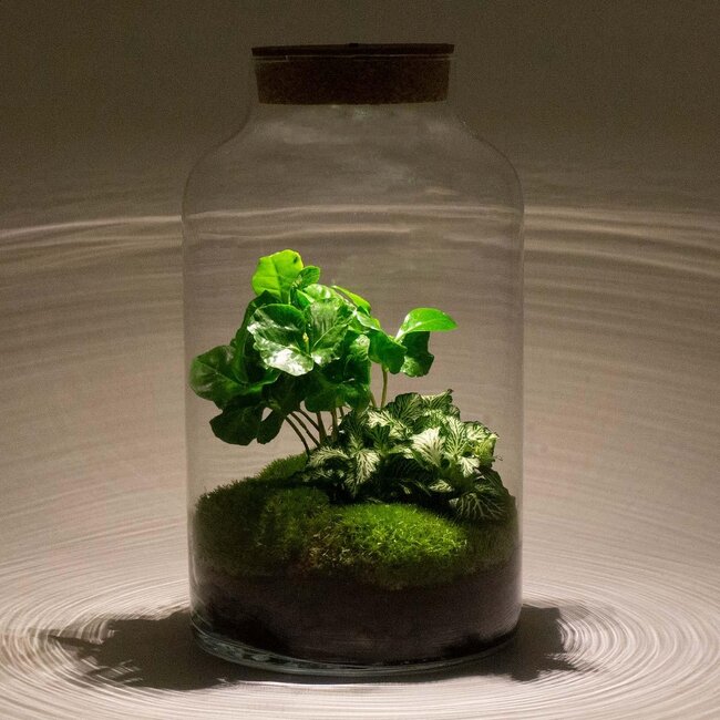DIY terrarium - Milky Coffea met lamp - ↕ 31 cm - Hark + Schep + Tweezer