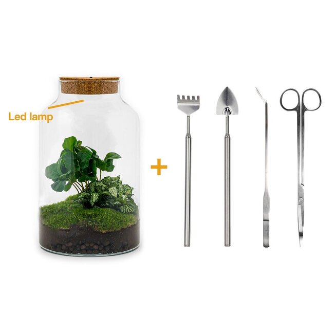 DIY terrarium - Milky Coffea met lamp - ↕ 31 cm - Hark + Schep + Pincet + Schaar