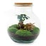 DIY terrarium - Teddy bonsai - ↕ 26,5 cm - Normaal