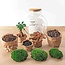 DIY terrarium - Teddy bonsai - ↕ 26,5 cm - Normaal