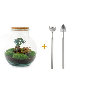 DIY terrarium - Teddy bonsai - ↕ 26,5 cm - Hark + Schep