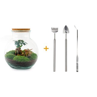 DIY terrarium - Teddy bonsai - ↕ 26,5 cm - Hark + Schep + Pincet