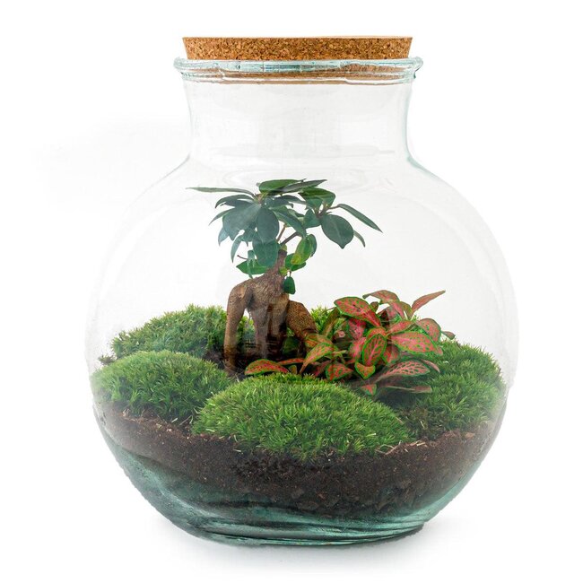 DIY terrarium - Teddy bonsai - ↕ 26,5 cm - Hark + Schep + Pincet