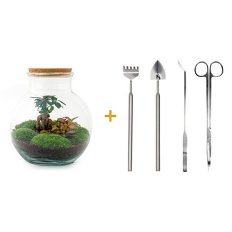 DIY terrarium - Teddy bonsai - ↕ 26,5 cm - Hark + Schep + Pincet + Schaar