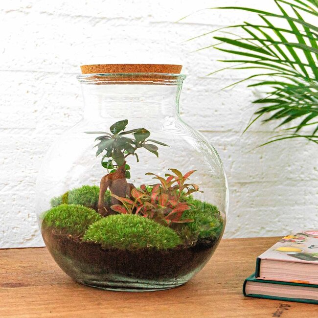 DIY terrarium - Teddy bonsai - ↕ 26,5 cm - Hark + Schep + Pincet + Schaar