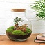 DIY terrarium - Teddy bonsai - ↕ 26,5 cm - Hark + Schep + Pincet + Schaar