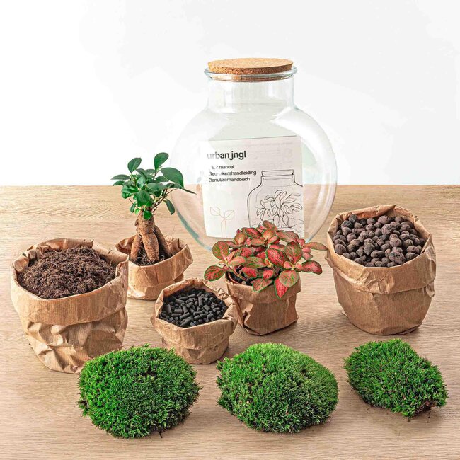 DIY terrarium - Teddy bonsai - ↕ 26,5 cm - Hark + Schep + Pincet + Schaar