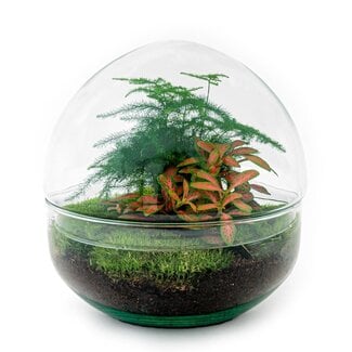 DIY terrarium - Koepel Rood - ↕ 20 cm - Normaal