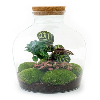 DIY terrarium - Fat Joe Coffea - ↕ 30 cm - Normaal