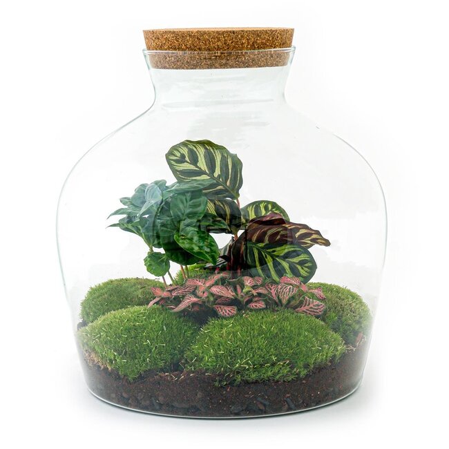 DIY terrarium - Fat Joe Coffea - ↕ 30 cm - Normaal