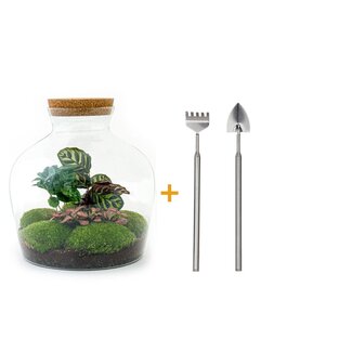 DIY terrarium - Fat Joe Coffea - ↕ 30 cm - Hark + Schep