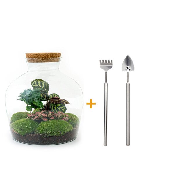 DIY terrarium - Fat Joe Coffea - ↕ 30 cm - Hark + Schep