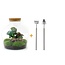 DIY terrarium - Fat Joe Coffea - ↕ 30 cm - Hark + Schep
