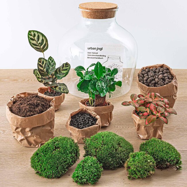 DIY terrarium - Fat Joe Coffea - ↕ 30 cm - Hark + Schep