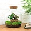 DIY terrarium - Fat Joe Coffea - ↕ 30 cm - Hark + Schep + Pincet