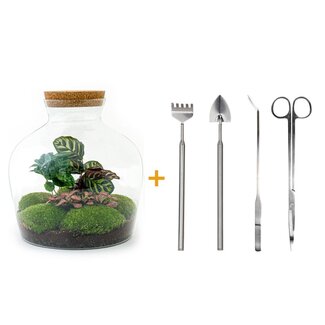 DIY terrarium - Fat Joe Coffea - ↕ 30 cm - Hark + Schep + Pincet + Schaar