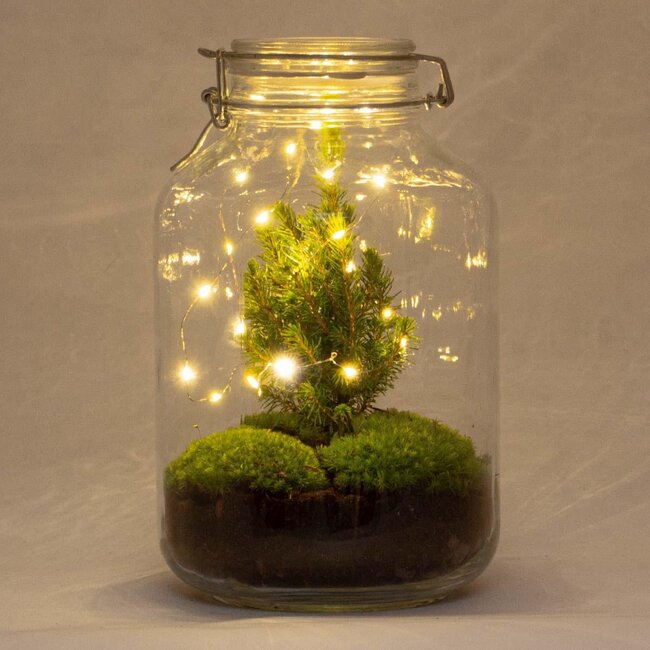 DIY terrarium - Pot Kerst - ↕ 28 cm