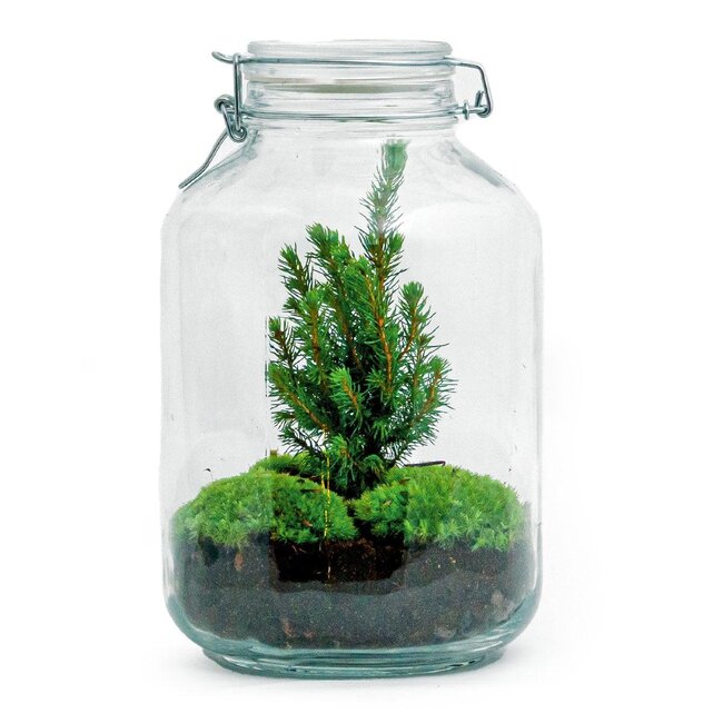 DIY terrarium - Pot Kerst - ↕ 28 cm