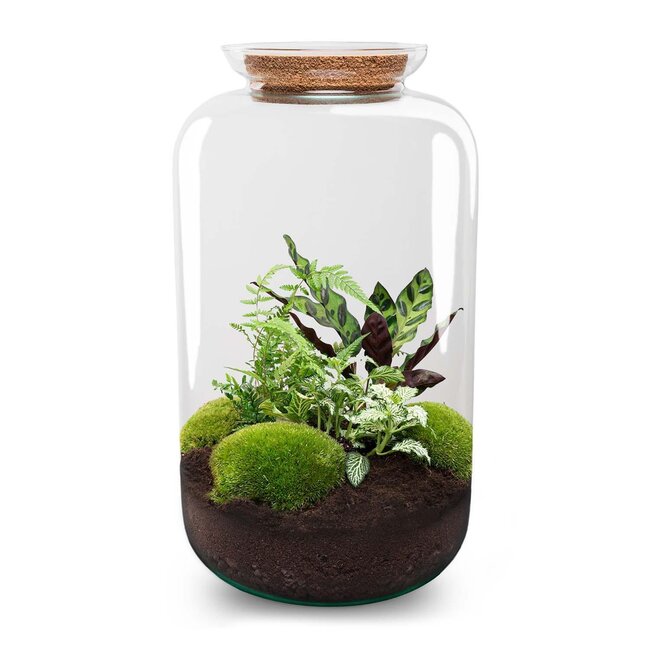 DIY terrarium - Botanical Sven XL - ↕ 43 cm - Hark + Schep + Pincet + Schaar