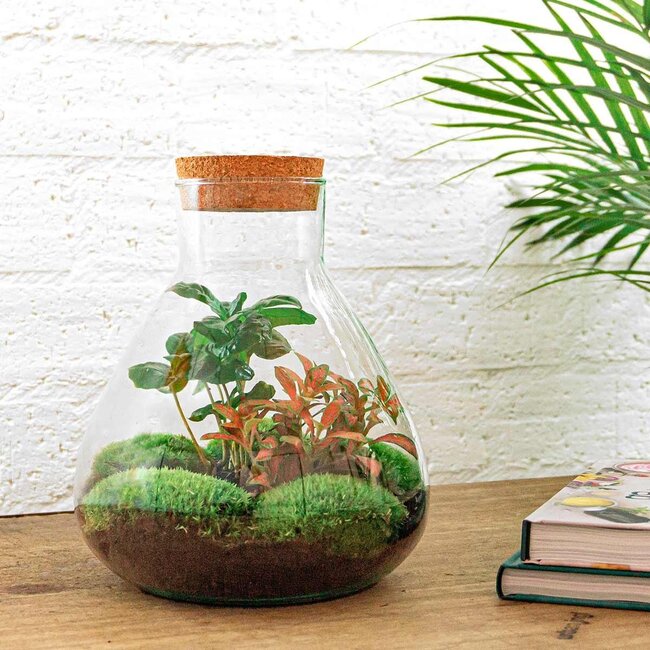 DIY terrarium - Sammie Coffea - ↕ 27 cm - Hark + Schep