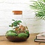 DIY terrarium - Sammie Coffea - ↕ 27 cm - Hark + Schep