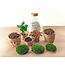 DIY terrarium - Sammie Coffea - ↕ 27 cm - Hark + Schep