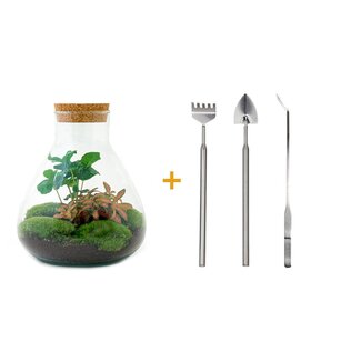 DIY terrarium - Sammie Coffea - ↕ 27 cm - Hark + Schep + Pincet