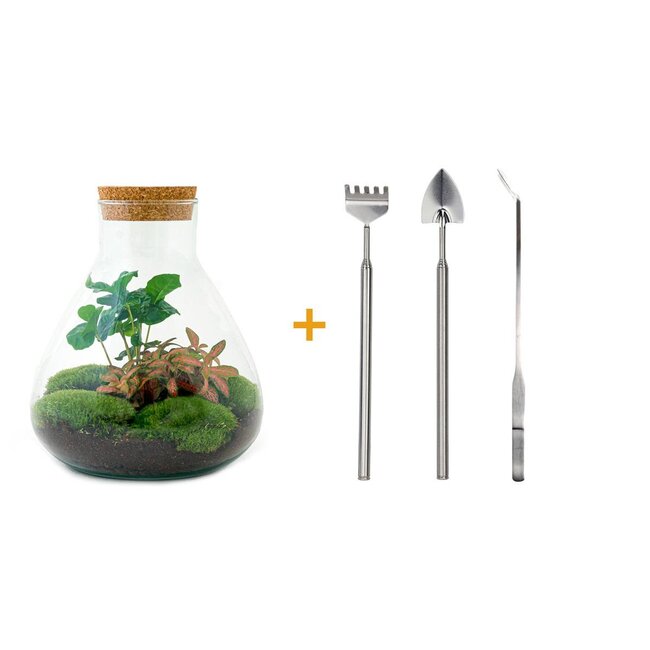 DIY terrarium - Sammie Coffea - ↕ 27 cm - Hark + Schep + Pincet