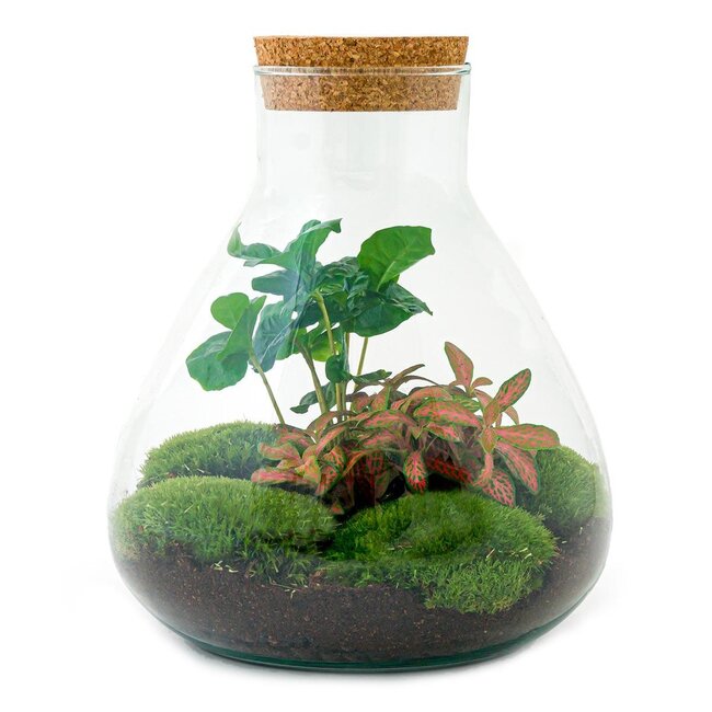 DIY terrarium - Sammie Coffea - ↕ 27 cm - Hark + Schep + Pincet