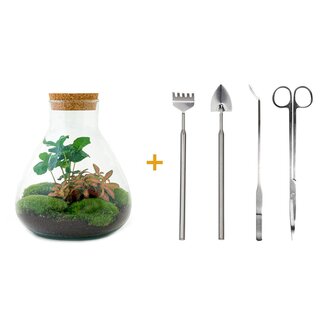 DIY terrarium - Sammie Coffea - ↕ 27 cm - Normaal