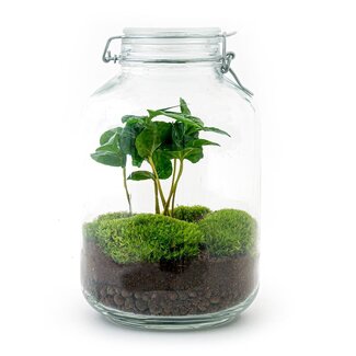 DIY terrarium - Pot - Coffea Arabica - ↕ 28 cm - Normale pot