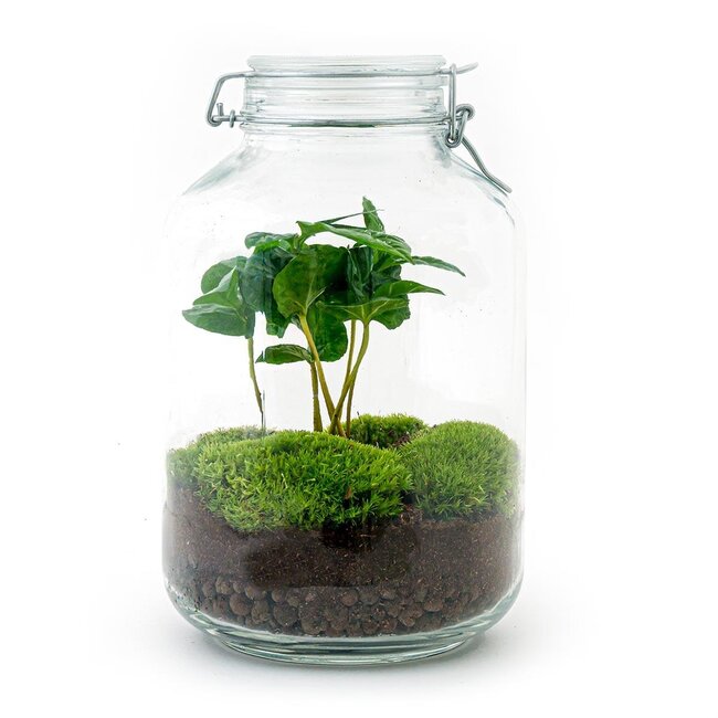 DIY terrarium - Pot - Coffea Arabica - ↕ 28 cm - Normale pot