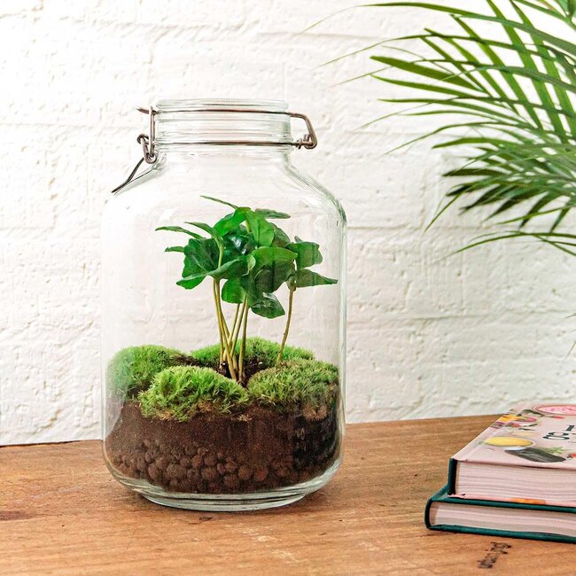 DIY terrarium - Pot - Coffea Arabica - ↕ 28 cm - Normale pot